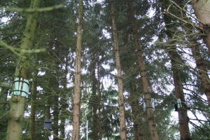 Sapins sur lesquels se trouvera la cabane. Les 8 supports sont posés, de niveau, ils attendent leurs gîtes.