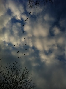 Deux journées durant, la nature m'a fait cadeau du passage des grues au dessus de mon ouvrage.